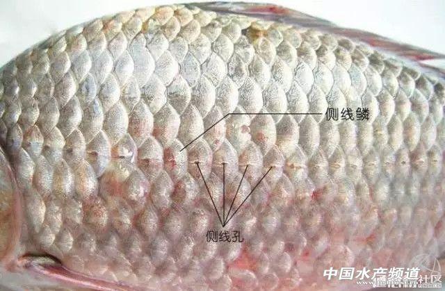 鱼病的预防措施有哪些，鱼类疾病有哪些