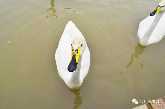台儿庄古城游玩攻略，最全台儿庄古城攻略