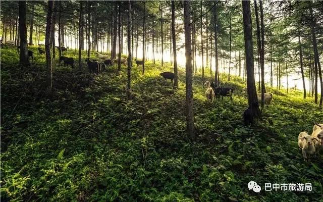 龙山国家森林公园，成都周边森林公园有哪些景点（“五一”游涟源最全旅游攻略来了）