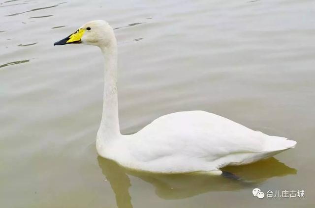 台儿庄古城游玩攻略，最全台儿庄古城攻略