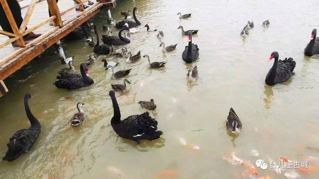 台儿庄古城游玩攻略，最全台儿庄古城攻略