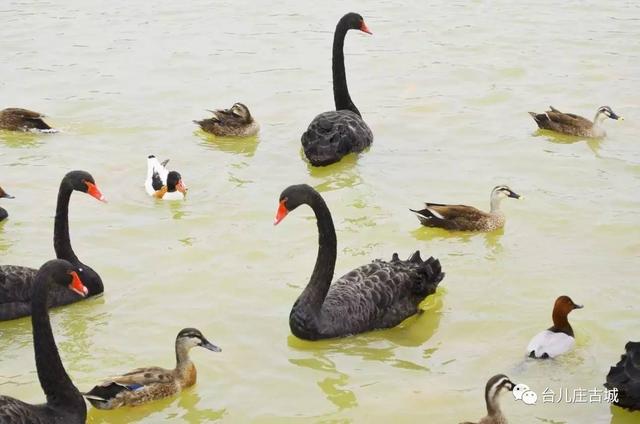 台儿庄古城游玩攻略，最全台儿庄古城攻略
