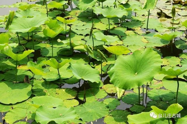 台儿庄古城游玩攻略，最全台儿庄古城攻略