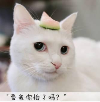 适合女生看的小说，书荒适合女生看的文