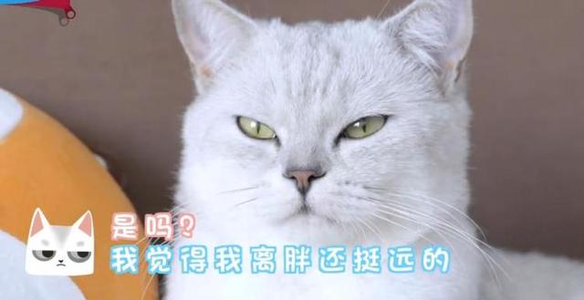 猫肥胖分级(宠物猫肥胖)