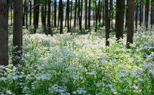 浦江郊野公园百科简介，郊野森林公园长假逐个走
