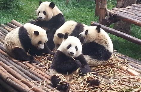成都大熊猫基地旅游攻略，成都熊猫基地在哪里