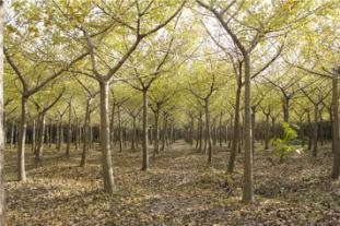 浦江郊野公园百科简介，郊野森林公园长假逐个走