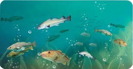 鳕鱼是不是深海鱼类，这种鱼常被冒充“鳕鱼”