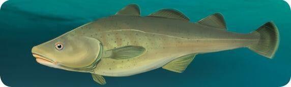 鳕鱼是不是深海鱼类，这种鱼常被冒充“鳕鱼”