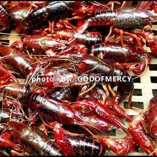 88种正宗湘菜做法，无辣不欢的酣畅