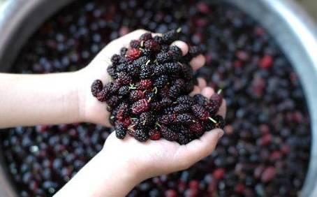 对皮肤好的食物，皮肤最喜爱十种营养食物