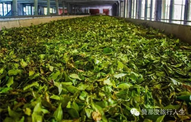 斯里兰卡红茶好在哪里，斯里兰卡红茶全攻略