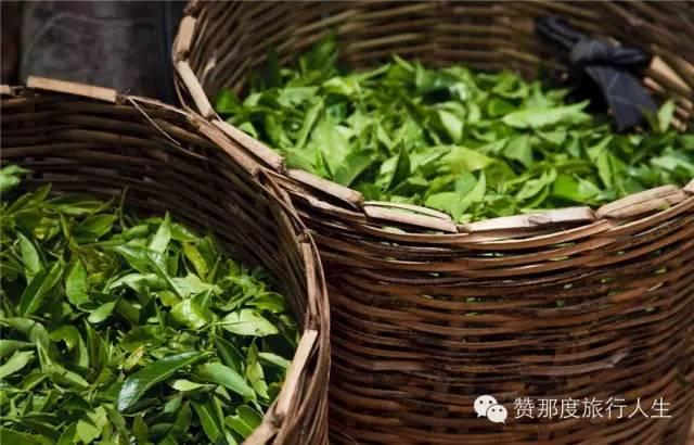 斯里兰卡红茶好在哪里，斯里兰卡红茶全攻略
