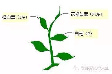 斯里兰卡红茶好在哪里，斯里兰卡红茶全攻略
