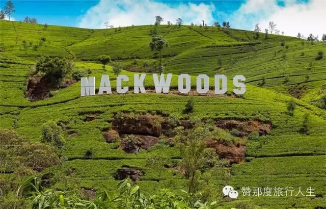 斯里兰卡红茶好在哪里，斯里兰卡红茶全攻略
