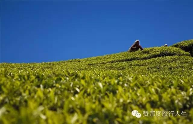 斯里兰卡红茶好在哪里，斯里兰卡红茶全攻略