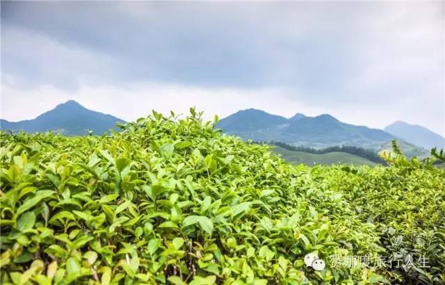 斯里兰卡红茶好在哪里，斯里兰卡红茶全攻略