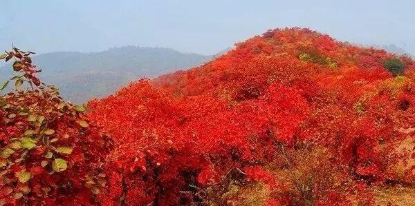 龙头崮红叶谷旅游攻略，蒙山红叶谷龙头崮上大草原穿越赏红叶