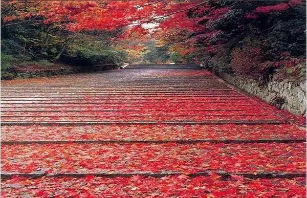 龙头崮红叶谷旅游攻略，蒙山红叶谷龙头崮上大草原穿越赏红叶