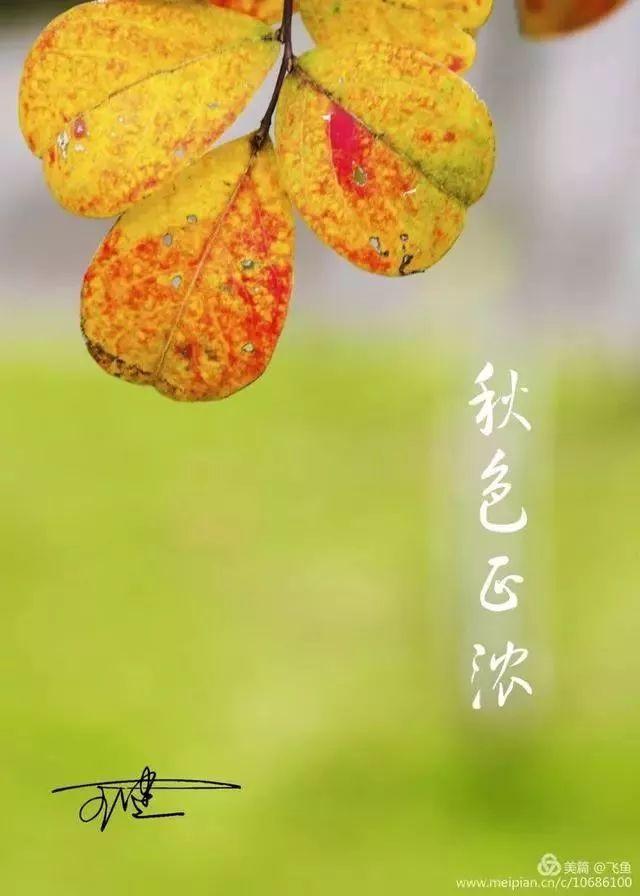 光雾山最佳观赏红叶路线，又是一年红叶季