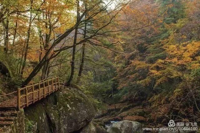 光雾山最佳观赏红叶路线，又是一年红叶季