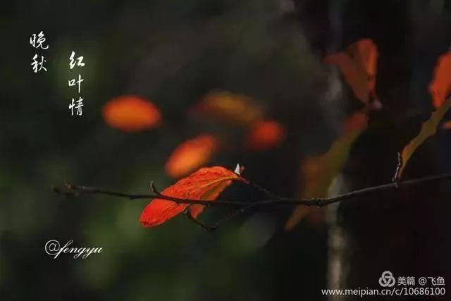 光雾山最佳观赏红叶路线，又是一年红叶季