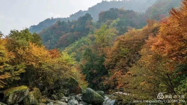 光雾山最佳观赏红叶路线，又是一年红叶季