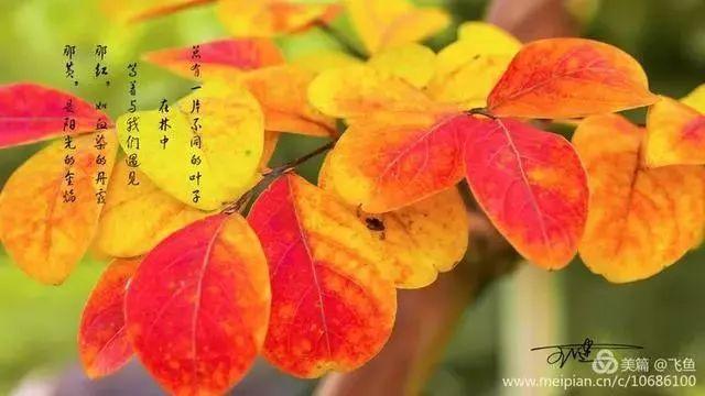 光雾山最佳观赏红叶路线，又是一年红叶季