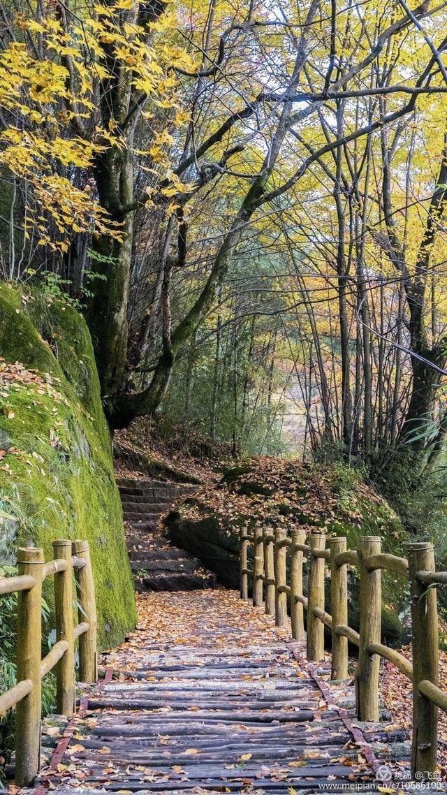 光雾山最佳观赏红叶路线，又是一年红叶季