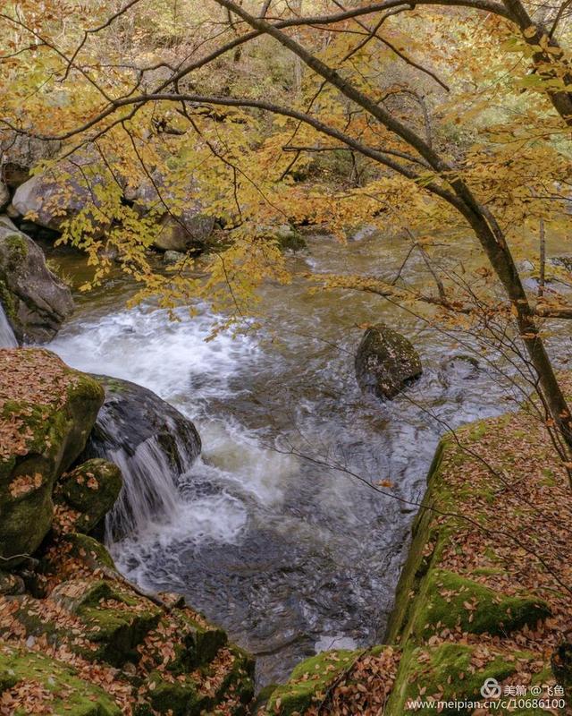 光雾山最佳观赏红叶路线，又是一年红叶季