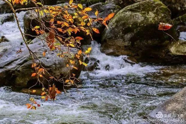光雾山最佳观赏红叶路线，又是一年红叶季