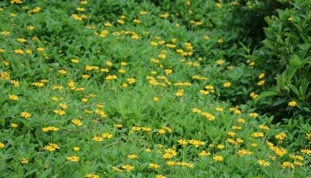 农村常见的花有哪些，这5种花农村随处可见