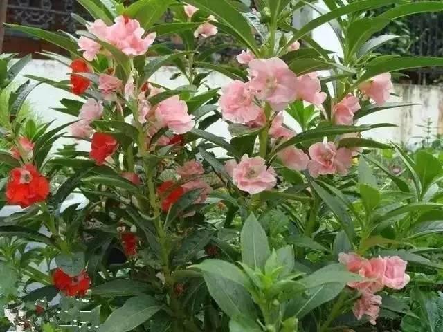 农村常见的花有哪些，这5种花农村随处可见