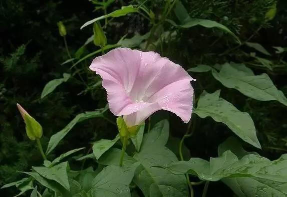 农村常见的花有哪些，这5种花农村随处可见