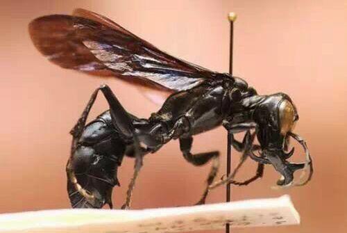 100只怪兽图片，被捕获的最大的20个巨型怪兽（10大巨型怪兽排行）