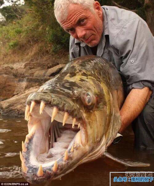 100只怪兽图片，被捕获的最大的20个巨型怪兽（10大巨型怪兽排行）