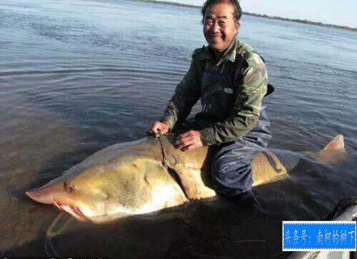 100只怪兽图片，被捕获的最大的20个巨型怪兽（10大巨型怪兽排行）