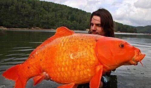 100只怪兽图片，被捕获的最大的20个巨型怪兽（10大巨型怪兽排行）