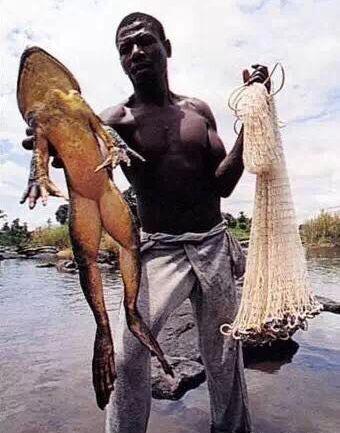 100只怪兽图片，被捕获的最大的20个巨型怪兽（10大巨型怪兽排行）