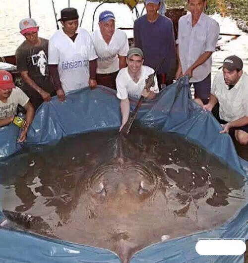 100只怪兽图片，被捕获的最大的20个巨型怪兽（10大巨型怪兽排行）