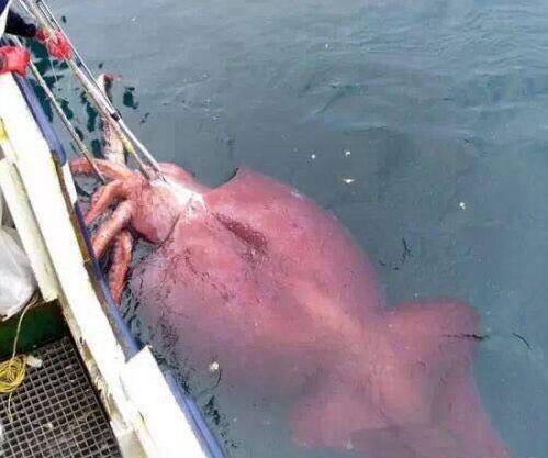 100只怪兽图片，被捕获的最大的20个巨型怪兽（10大巨型怪兽排行）