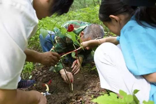 上山挖参有什么好处，野山参到底会不会跑