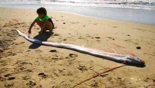 100只怪兽图片，被捕获的最大的20个巨型怪兽（10大巨型怪兽排行）