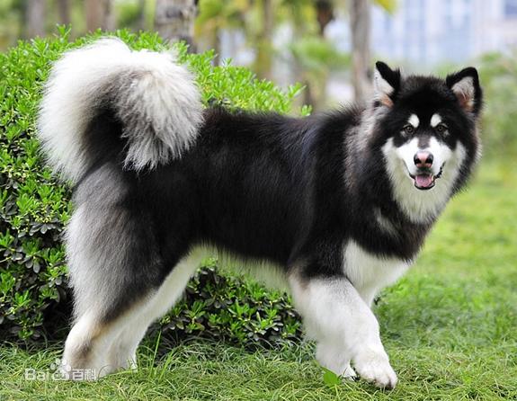 十大最省心的小型犬品种，第一次养狗养它轻松很多