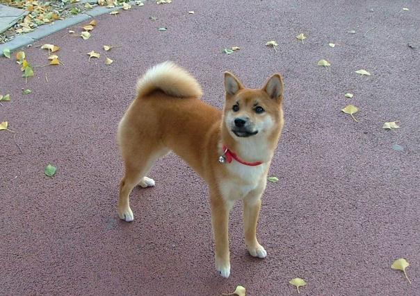 十大最省心的小型犬品种，第一次养狗养它轻松很多