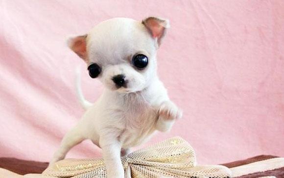 十大最省心的小型犬品种，第一次养狗养它轻松很多