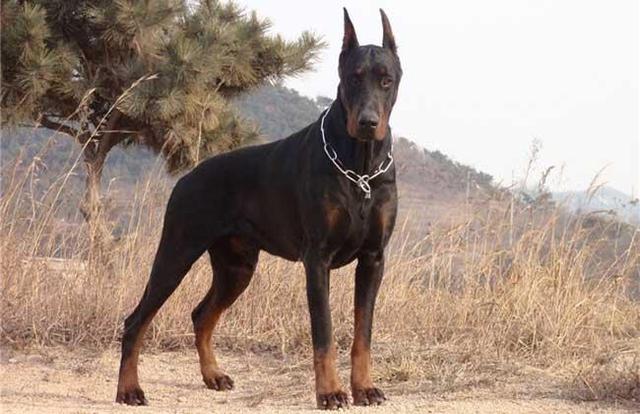 十大最省心的小型犬品种，第一次养狗养它轻松很多