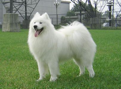 十大最省心的小型犬品种，第一次养狗养它轻松很多