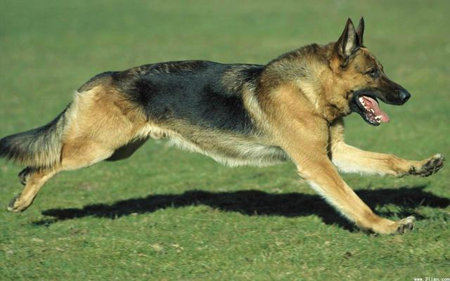 十大最省心的小型犬品种，第一次养狗养它轻松很多